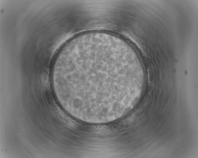 X0000077331452200611171755