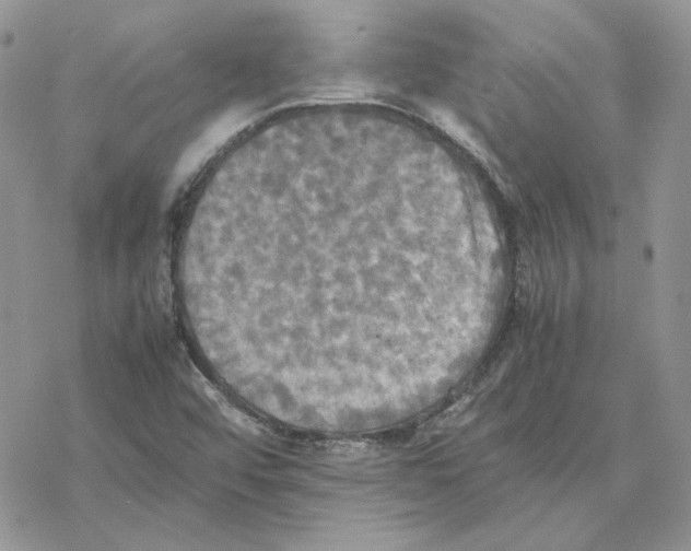 X0000077331456200611171755