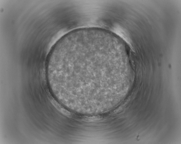 X0000077331460200611171755