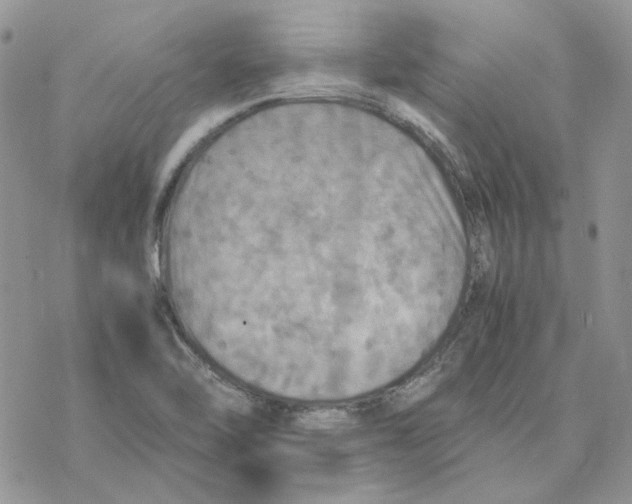 X0000077331462200611171755