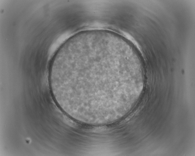 X0000077331464200611171755