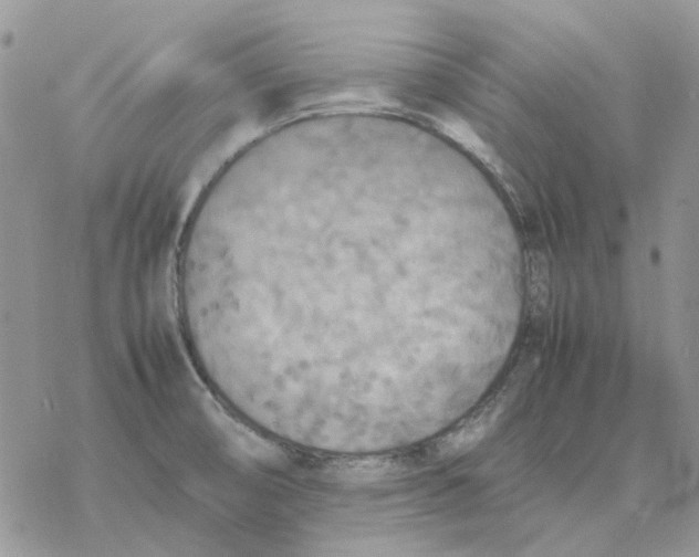 X0000077331474200611171755