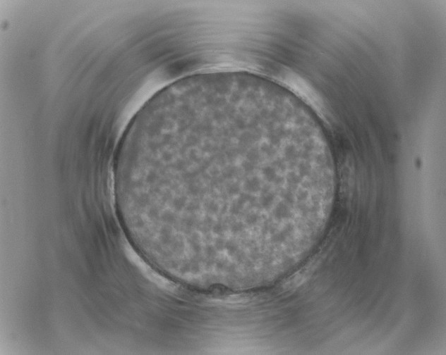 X0000077331476200611171755