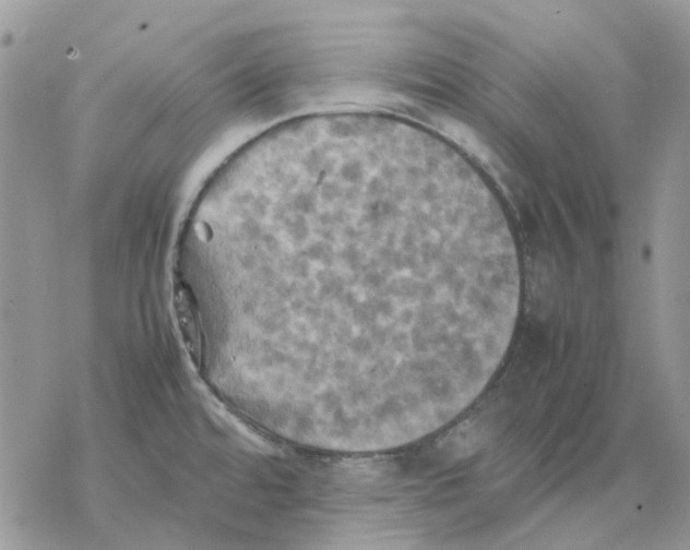 X0000077331480200611171755