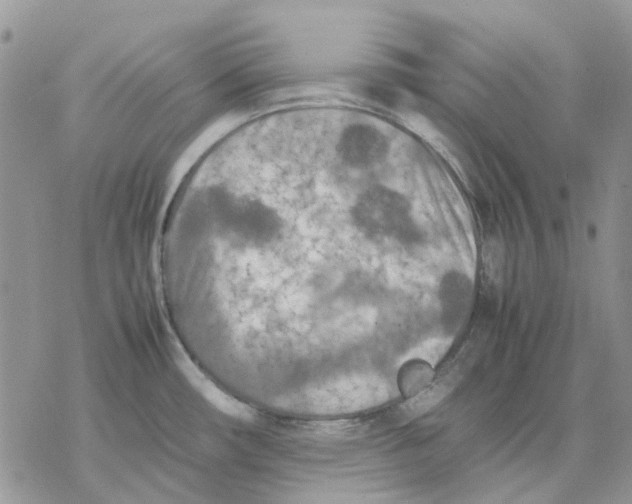 X0000077331482200611171755