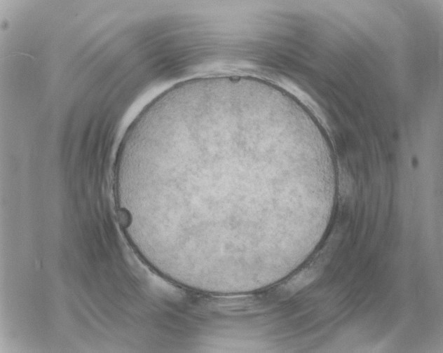 X0000077331486200611171755