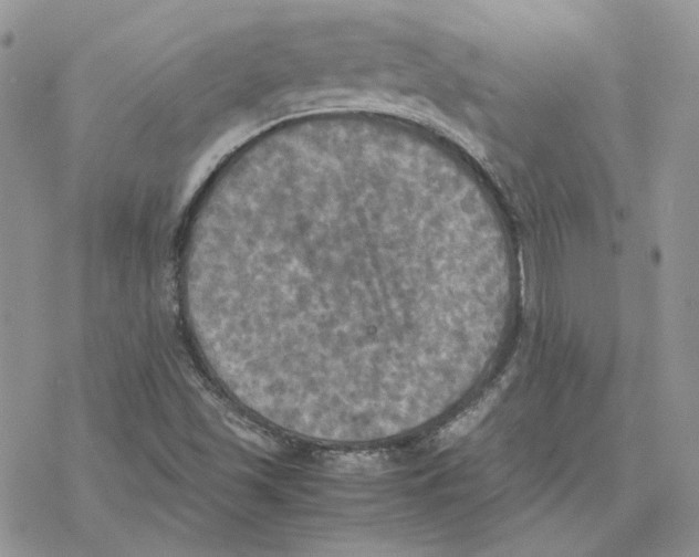 X0000077331501200611171754