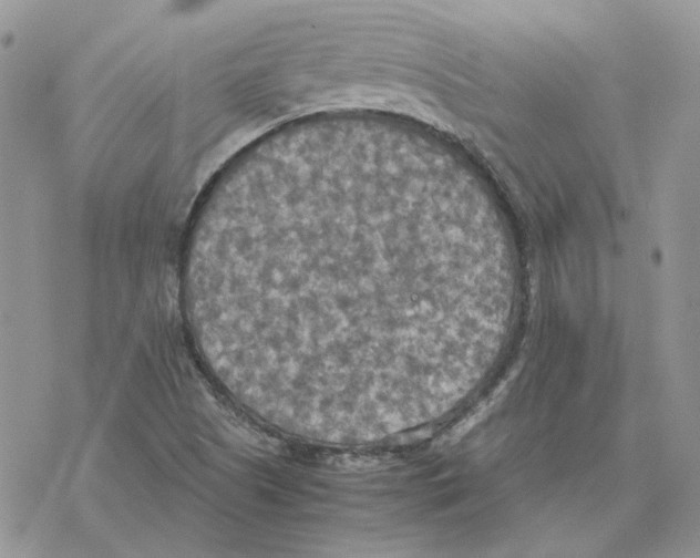 X0000077331505200611171754