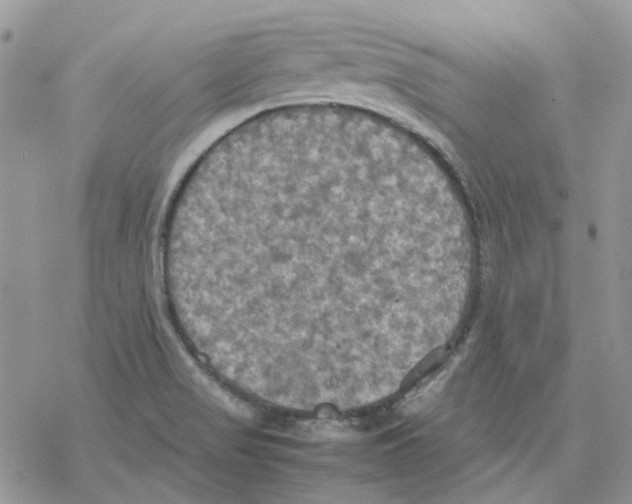 X0000077331517200611171754