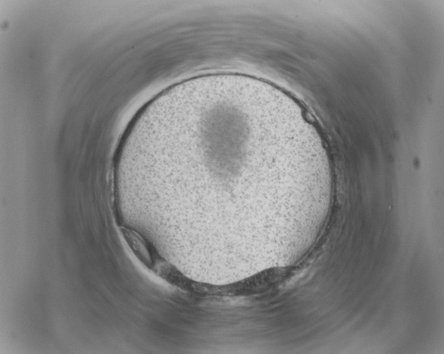 X0000077331519200611171754