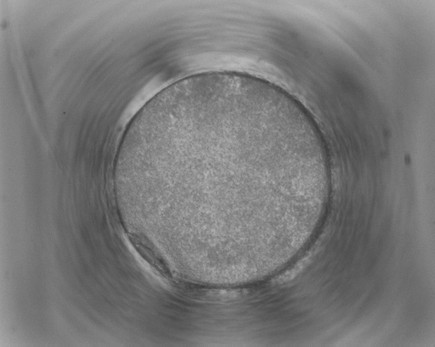 X0000077331521200611171754