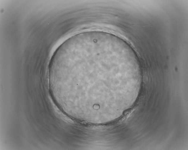 X0000077331522200611171754