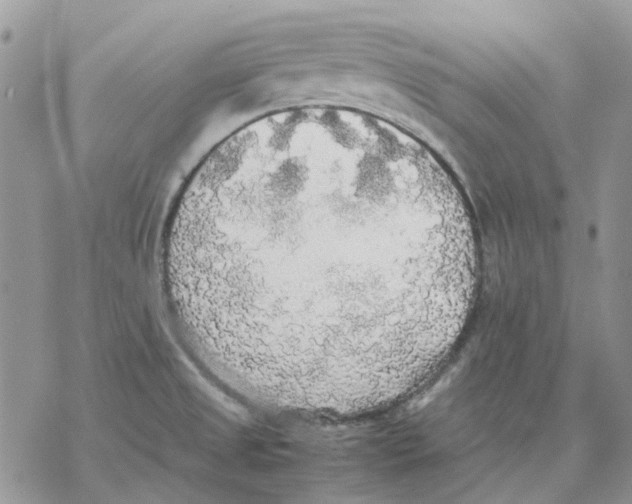 X0000077331525200611171755