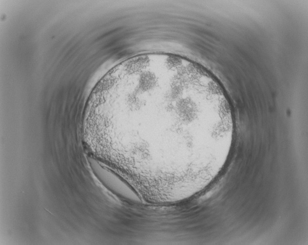 X0000077331529200611171755