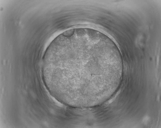 X0000077331533200611171755