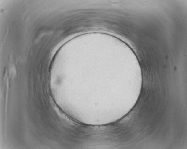 X0000077331534200611171755