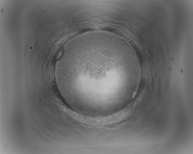 X0000077340043200610201310