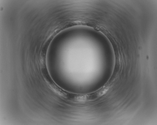 X0000077340084200610201310