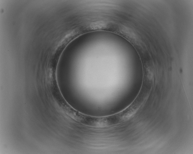 X0000077340308200610201306