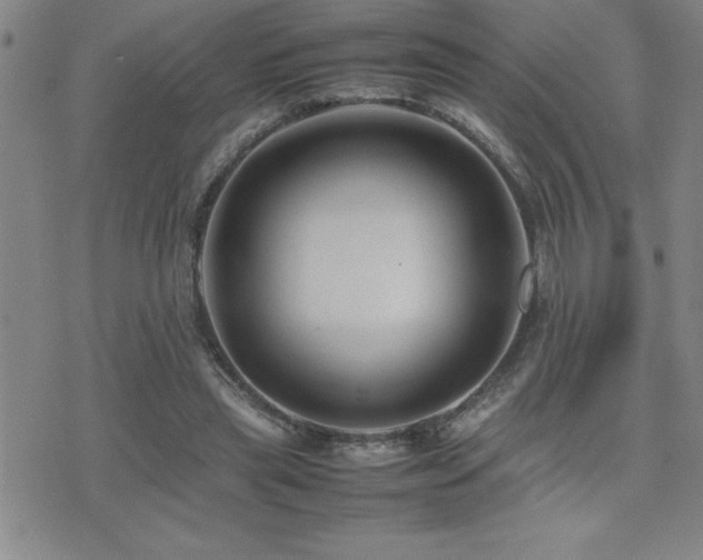 X0000077340445200610201303