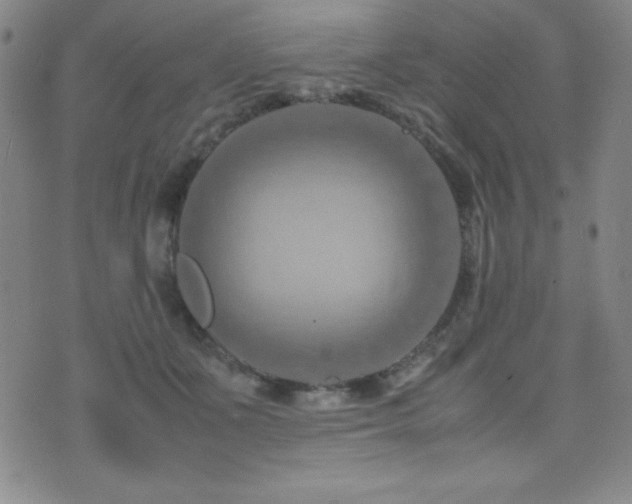 X0000077340511200610201302