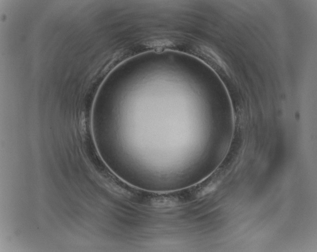X0000077340549200610201302