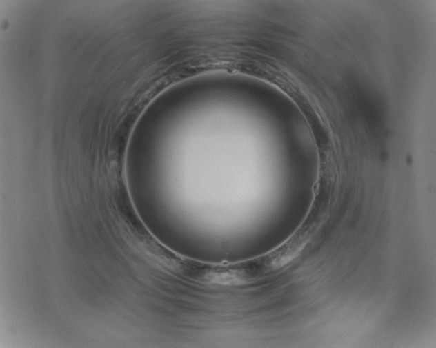 X0000077340557200610201302