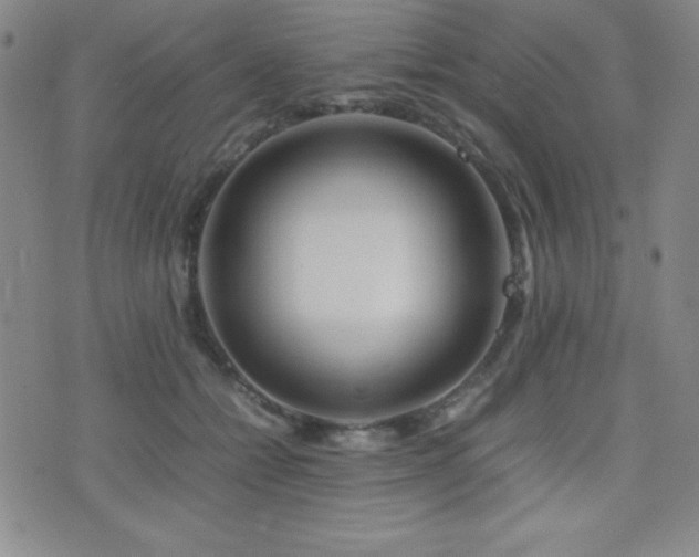 X0000077340558200610201302