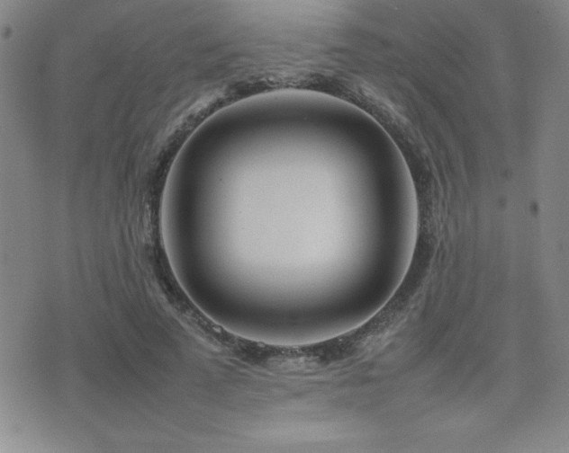 X0000077340689200610201259