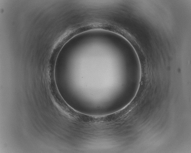 X0000077340730200610201258
