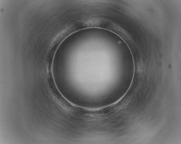 X0000077340733200610201258