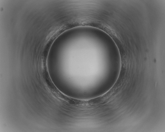 X0000077340740200610201258