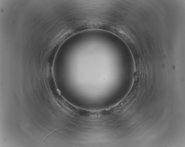 X0000077340744200610201259