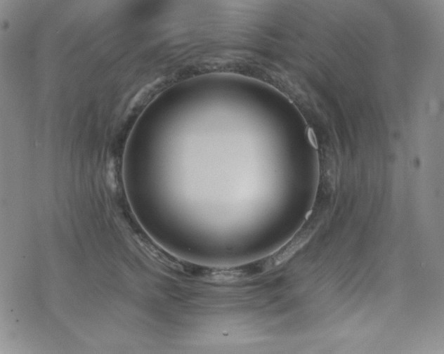 X0000077340758200610201259