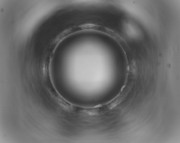 X0000077340763200610201259