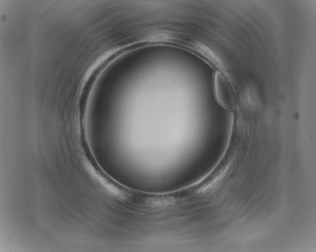 X0000077340939200610201255