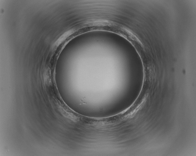 X0000077340970200610201255
