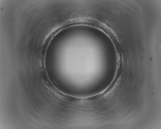 X0000077341166200610201252