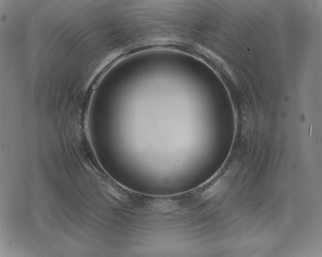 X0000077341170200610201252