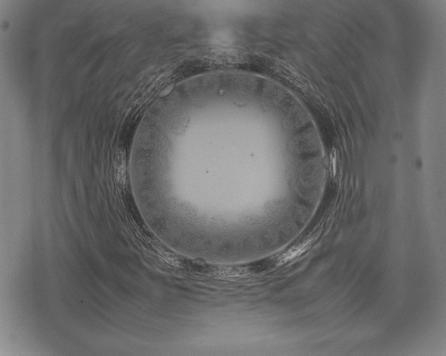 X0000077341251200610201250