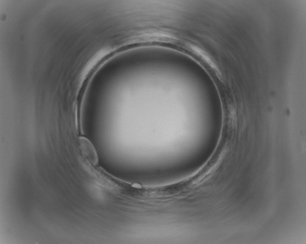 X0000077341275200610201250