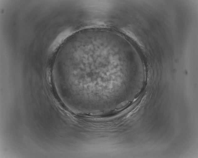 X0000077341455200610201247