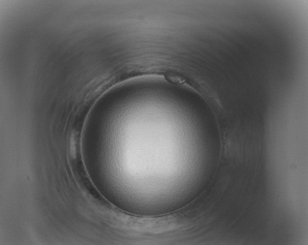 X0000077340026200610271814