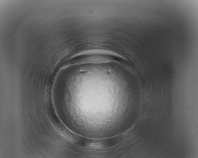 X0000077340171200610271811