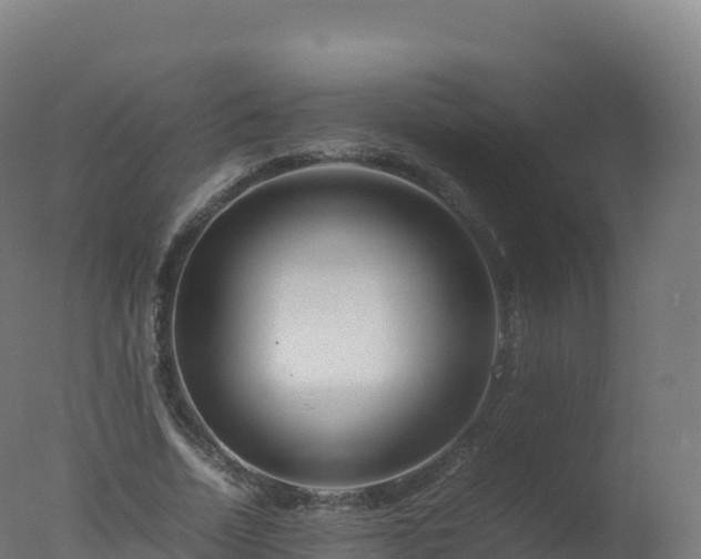 X0000077340730200610271801