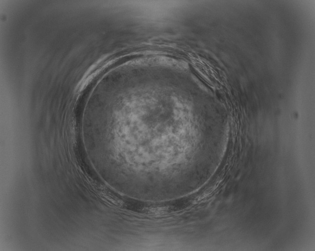 X0000077340295200611031802