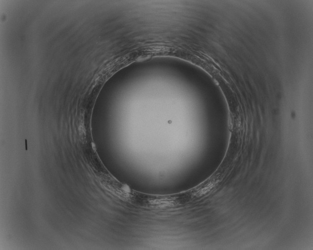 X0000077340516200611031759