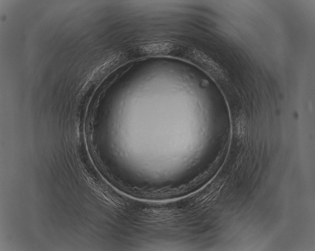 X0000077340733200611031755