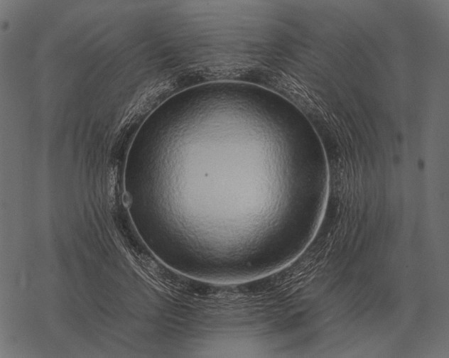 X0000077340742200611031755