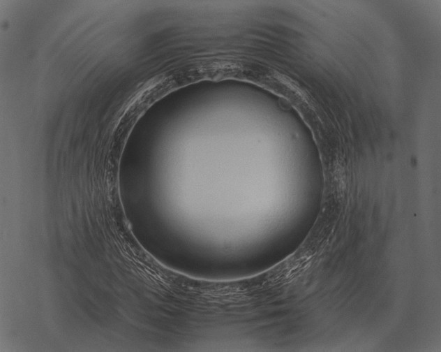 X0000077340823200611031753